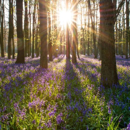 Blue beauty! 14 brilliant bluebell walks in Herts and Beds