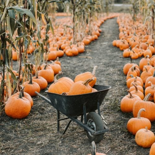 Pumpkin pickers rejoice! Where to find yours in Kent