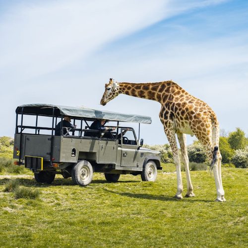 Muddy review: Port Lympne Giraffe Safari and Afternoon Tea