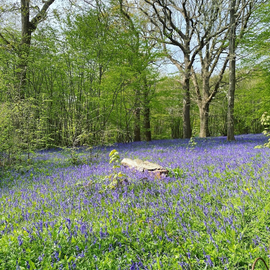 14 Brilliant bluebell walks – with pub pitstops!