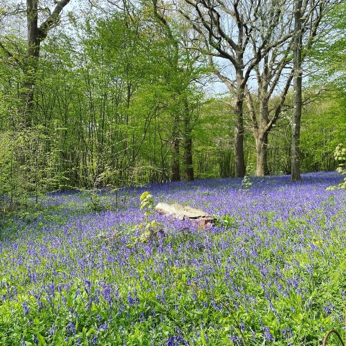 14 Brilliant bluebell walks - with pub pitstops!