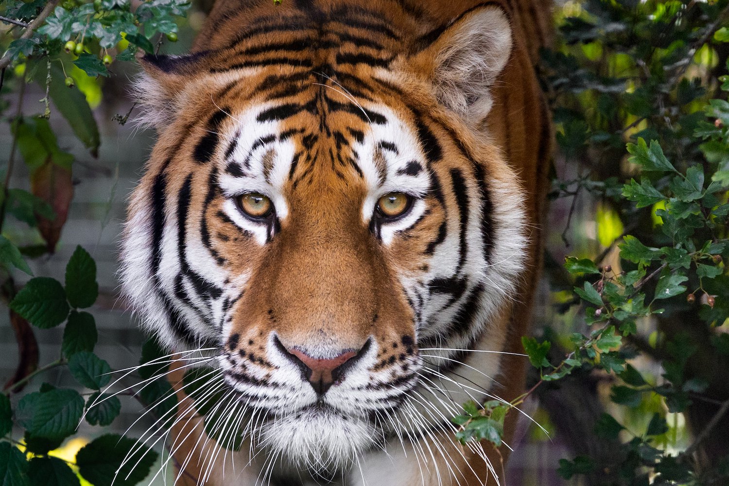Win a fab day out at Big Cat Sanctuary worth £500!