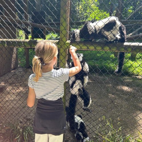 Review: Howletts Wild Animal Park, Canterbury