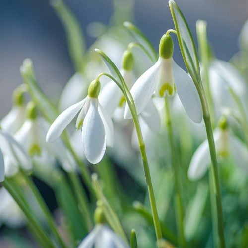 The best places for spotting snowdrops in London