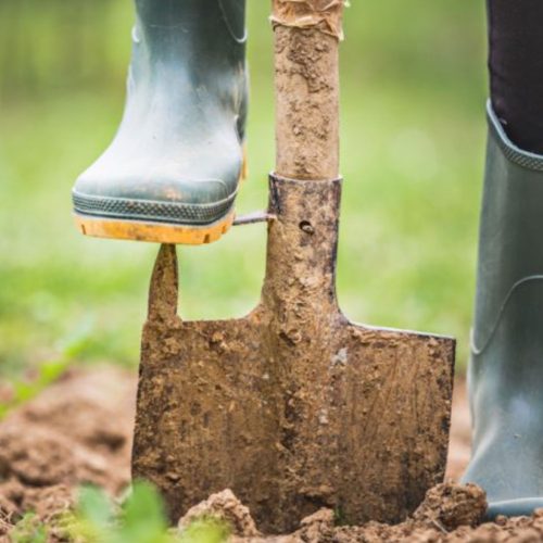 5 essential jobs to do in your early autumn garden