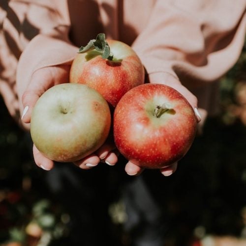 Happy harvest! Your autumn PYOs for apples, plums and more in Norfolk