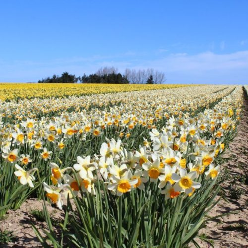 Golden! Where to see daffodils in Norfolk