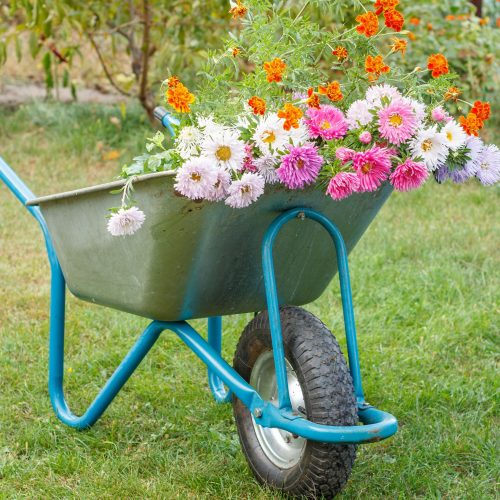 Summer stunner! June gardening tips