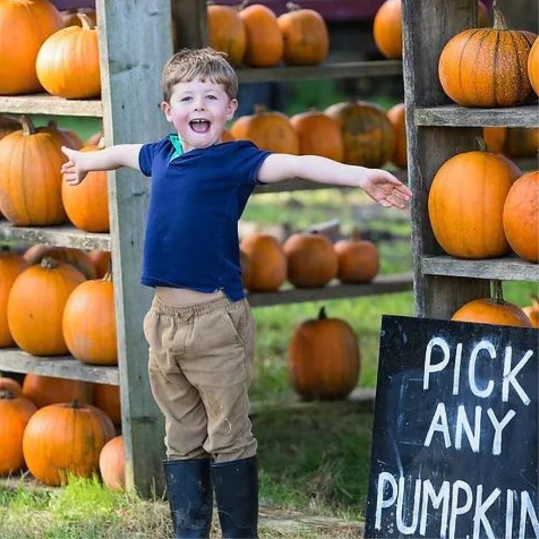 Smashing fun! Where to pick your own pumpkins in Norfolk