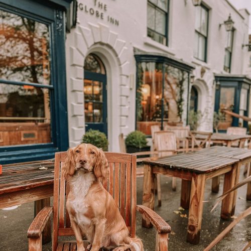 Yappy meals! Dog-friendly pubs and cafés with lovely walks in Norfolk