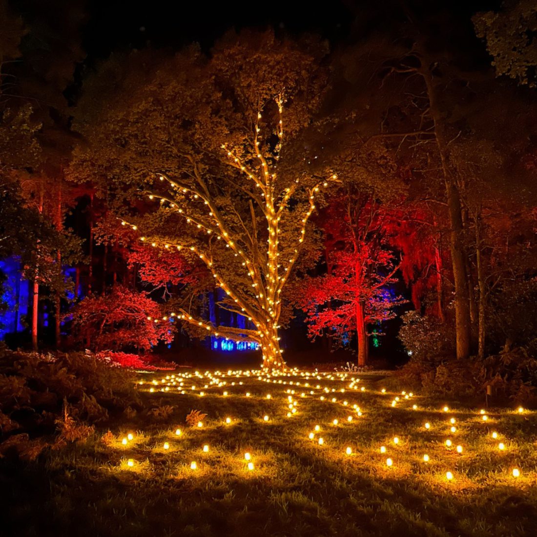 Glow show! Sparkly light trails to see in Norfolk this Christmas