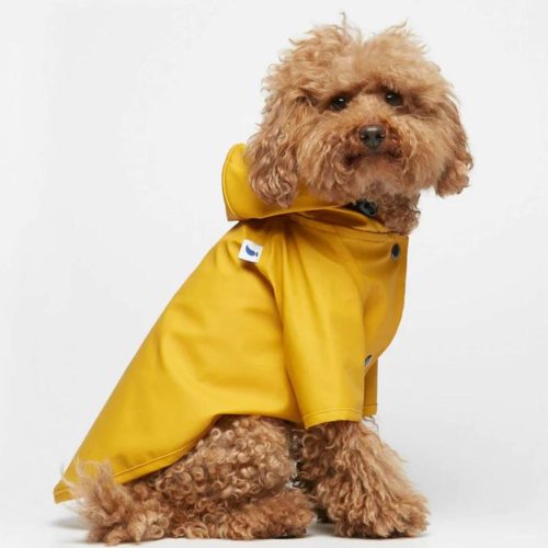 Bow wow! 10 accessories for stylish dogs