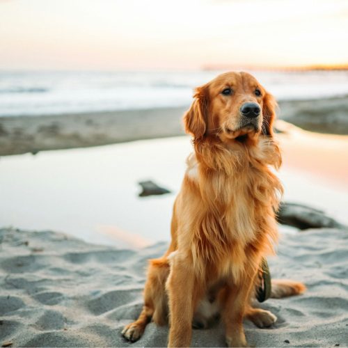 7 best dog-friendly beaches in Norfolk