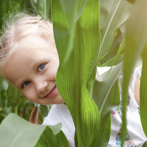 A-maize-ing! 5 maize mazes to lose your brood in locally