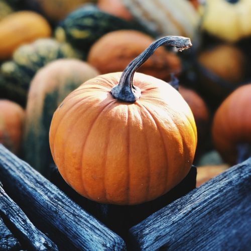 Where to p-p-p-pick up a pumpkin!