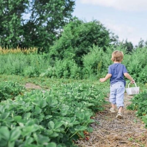 Where to pick your own in Northants, Leics and Rutland