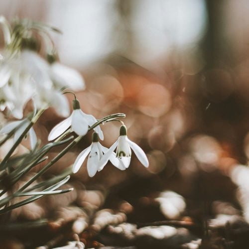 Where to see drifts of snowdrops in Northants, Leics and Rutland