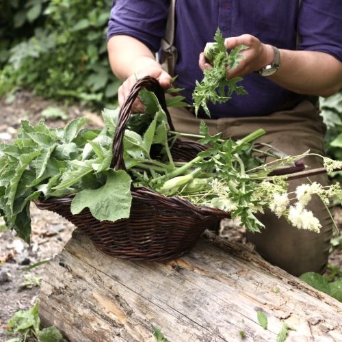 Go wild with these local foraging courses and workshops