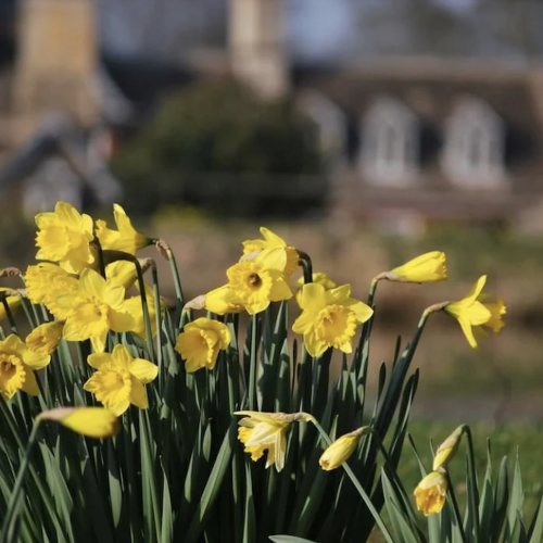 You're so golden: gorgeous daffodil walks in Northants, Leics and Rutland