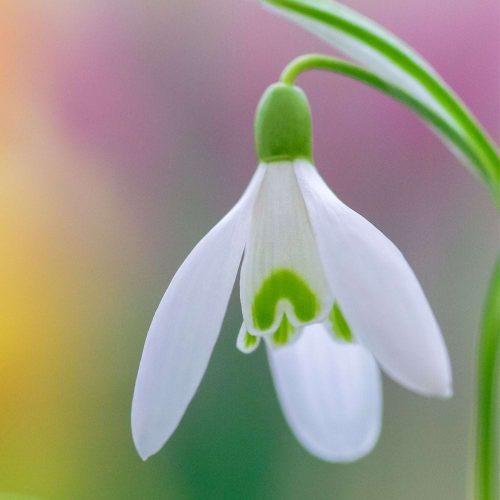 They're out! 15 lovely local snowdrop walks with pitstops