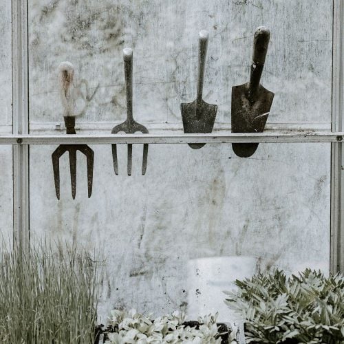 Gloves on! 5 gardening jobs for January