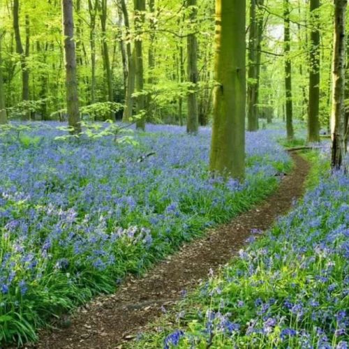 18 beautiful bluebell walks in Notts &amp; Derbyshire (with café pitstops)
