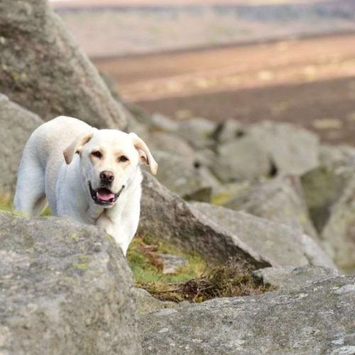Paw-fect Peaks! Your tail-wagging, dog-friendly guide