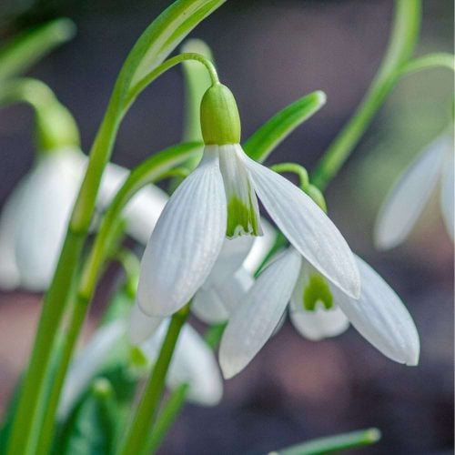 Almost out! 15 lovely local snowdrop walks with pitstops