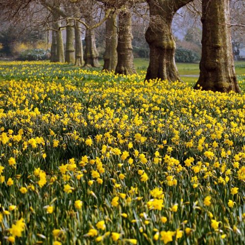 You had me at yellow! Where to see daffodils in Notts &amp; Derbyshire