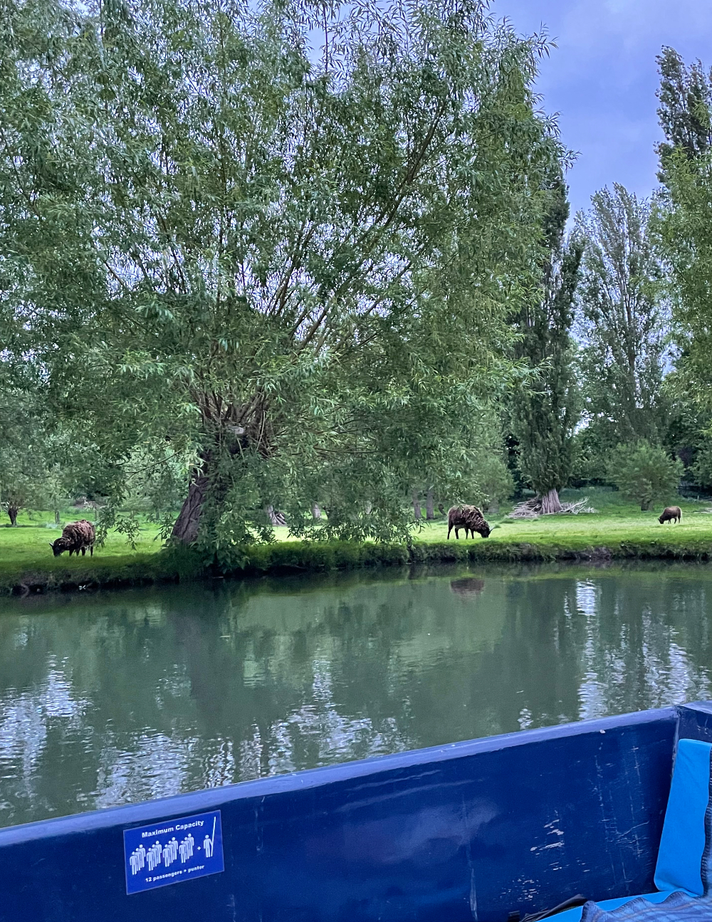 Review: Bat safari punting on the River Cam, Cambridge | Muddy Stilettos