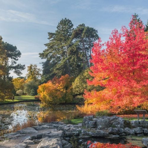 Where to see autumn colour in Suffolk &amp; Cambs