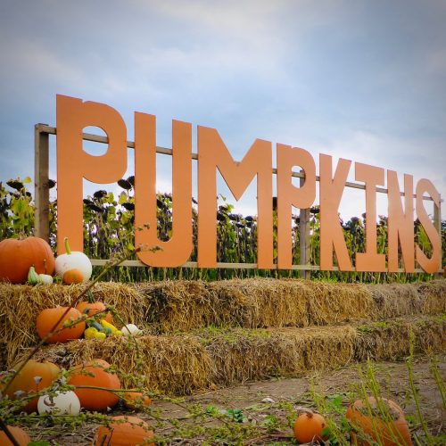 Where to pick up a pumpkin in Suffolk &amp; Cambs