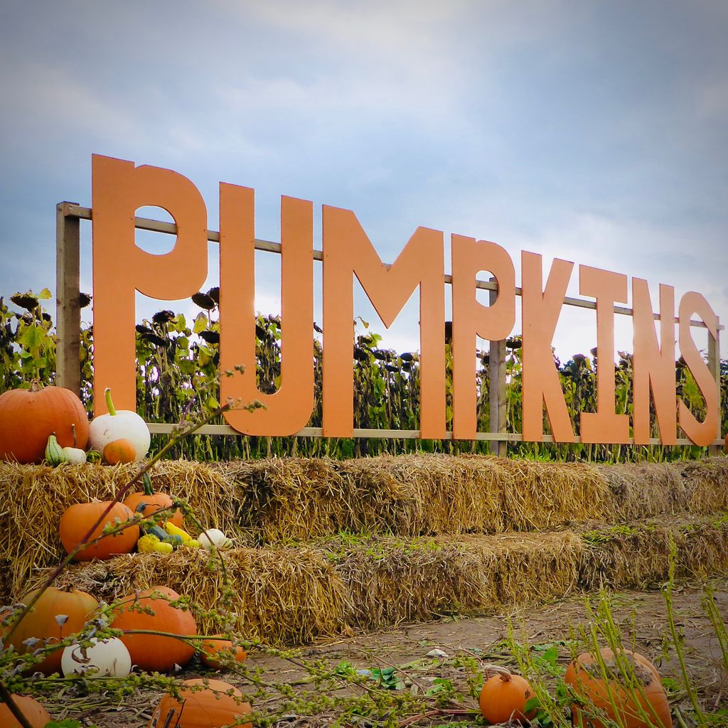 Where to pick up a pumpkin in Suffolk & Cambs