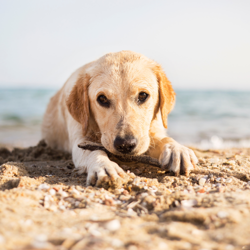 The best dog-friendly beaches in Suffolk