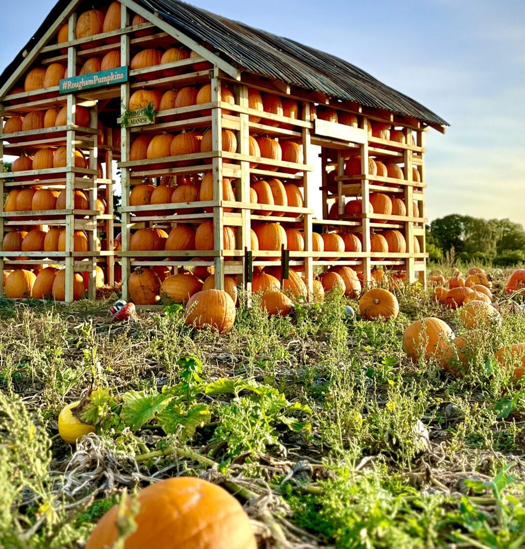 Where to pick up a pumpkin in Suffolk & Cambs