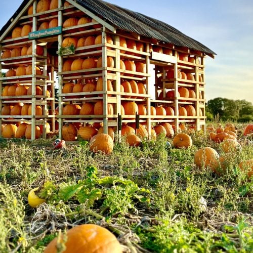 Where to pick up a pumpkin in Suffolk &amp; Cambs