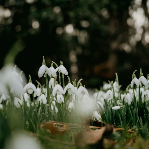 The best walks for spotting snowdrops in Suffolk &amp; Cambs