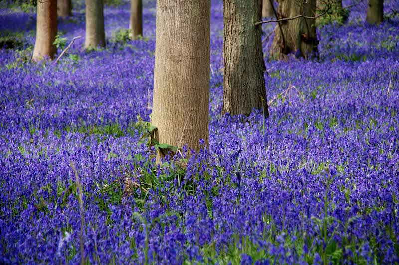 The best bluebell walks in Surrey with pub pitstops nearby