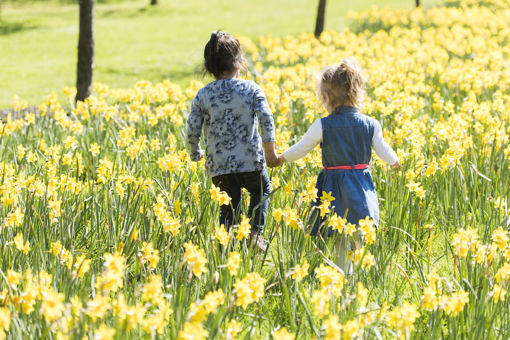 Delight in the daffodils: Surrey's best displays