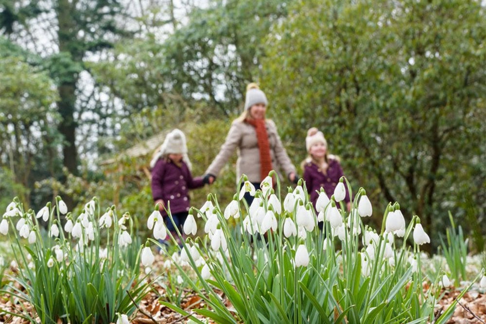 Snowdrops in Surrey... and beyond