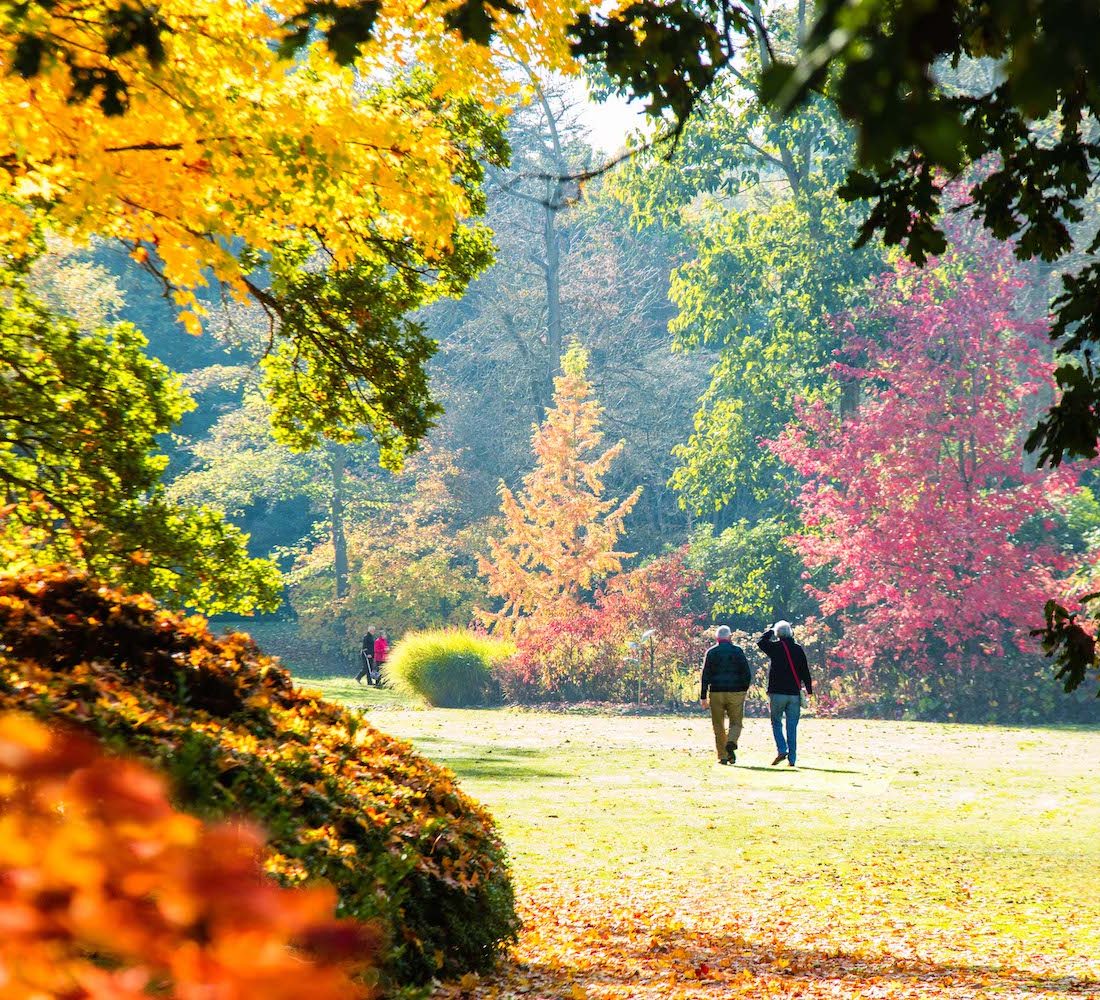 Arboretums and autumn gardens in Surrey and the best pubs nearby