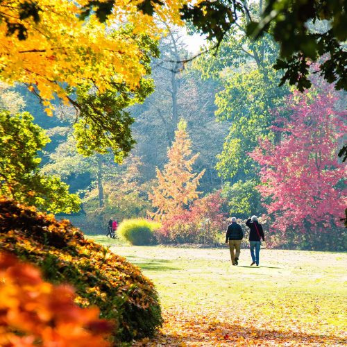 Arboretums and autumn gardens in Surrey and the best pubs nearby