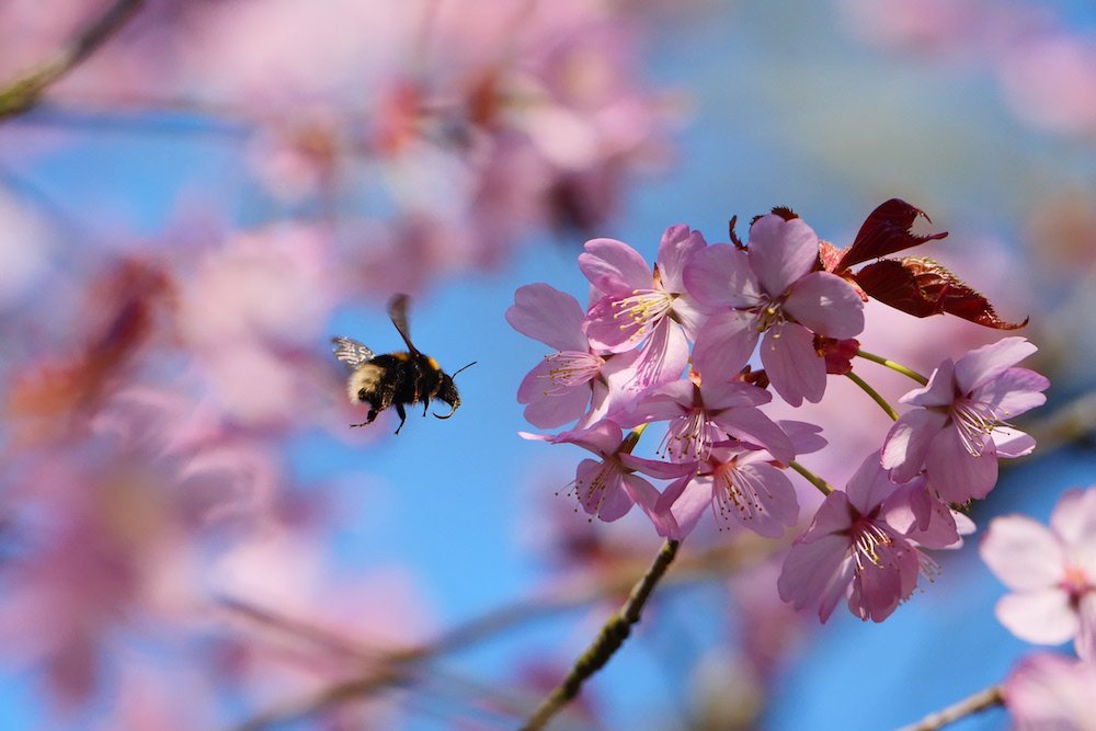 Spring watch! Where to see clouds of blossom in Surrey