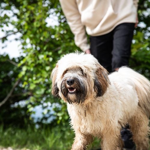 Packing a pooch: the best dog walks in Surrey