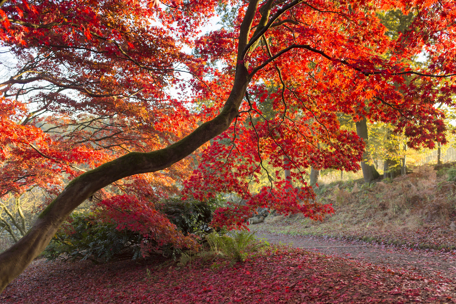 Winkworth-Arboretum-National-Trust-Image_John-Miller.jpg