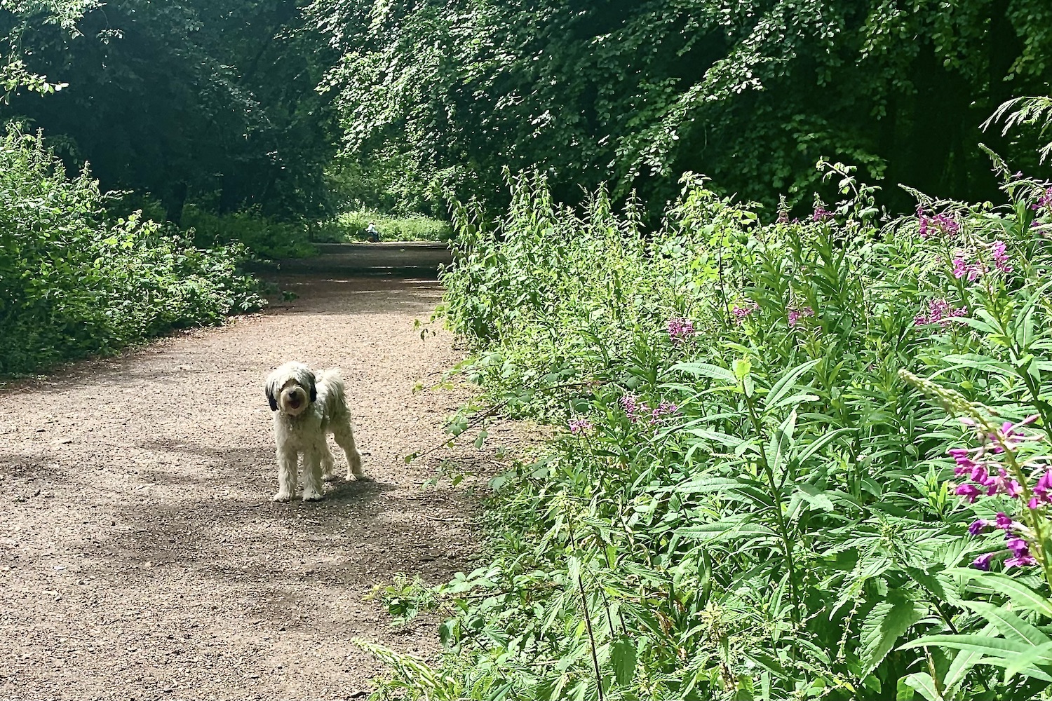 Wooded dog walks near 2024 me