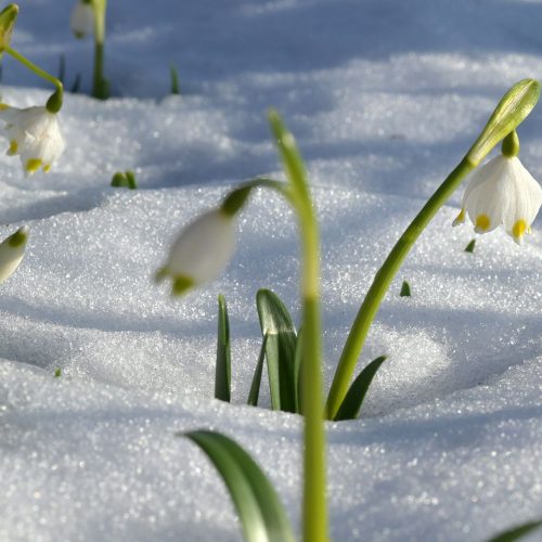 In bloom! Where to see snowdrops in Sussex