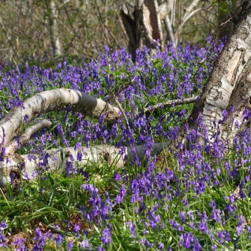 16 stunning bluebell walks in Sussex