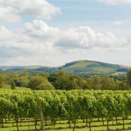Five reasons why you should visit Sussex vineyards this summer