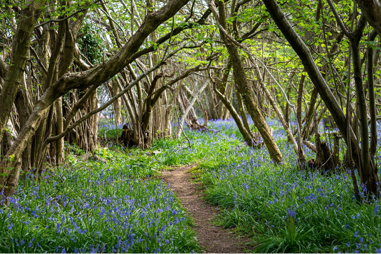 Best bluebell walks in Sussex